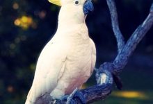 Photo of Kakadu Papağanları Hakkında Genel Bilgiler