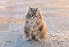 Photo of Kedilerde Kısırlaştırma Sonrası Kızgınlık Belirtileri Devam Eder mi?
