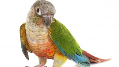 Photo of Muhabbet Kuşlarında Vitamin Kullanımı Nasıl Olmalı?