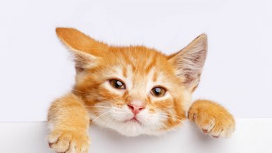 Photo of Annesiz Yavru Kediye Nasıl Bakılır?