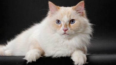 Photo of Ragamuffin Kedi Irkı Karakteri, Bakımı ve Genel Özellikleri