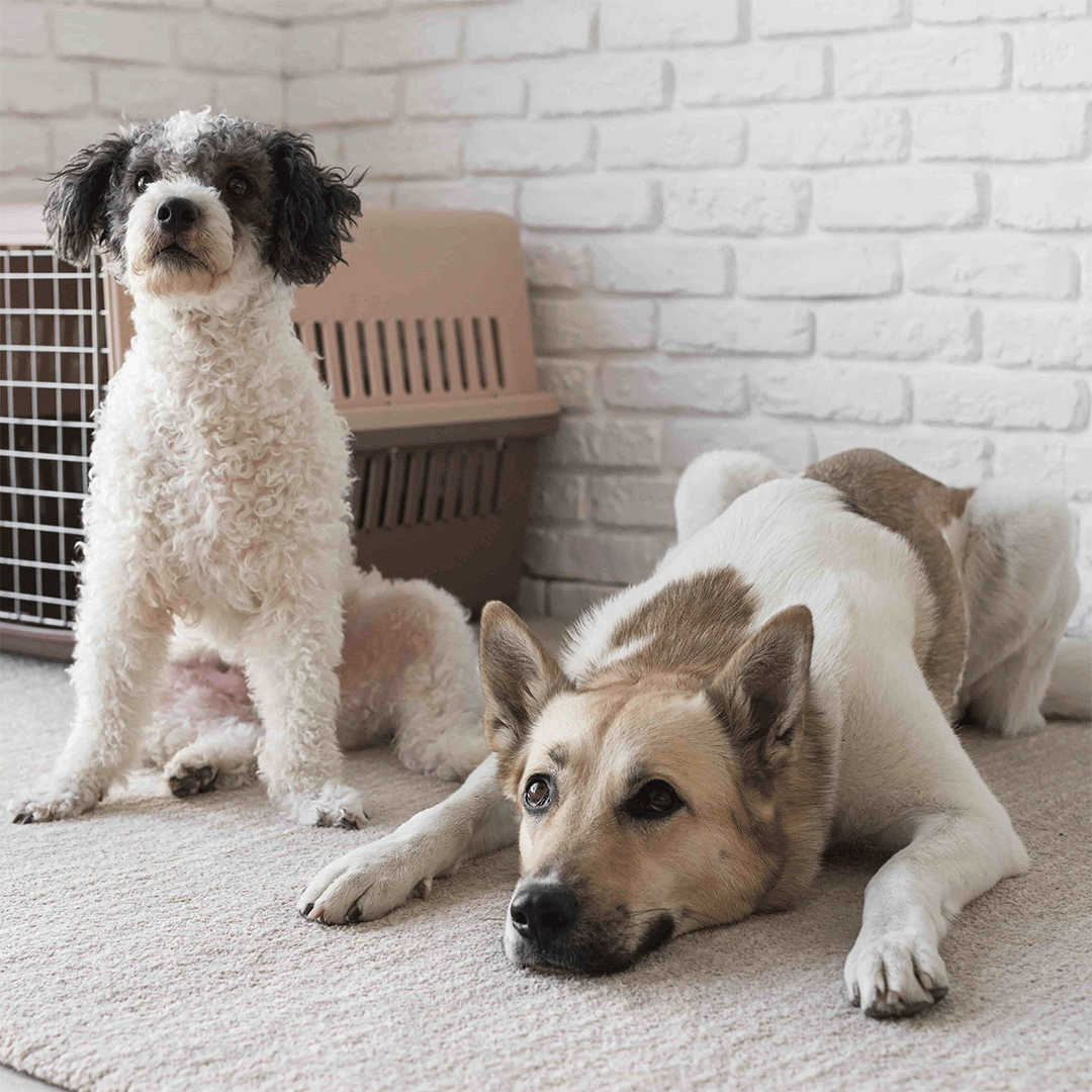 Photo of Köpek Sahiplenme Kararı Verenler için İhtiyaç Listesi
