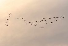 Photo of Muhabbet Kuşum Uçmayı Öğreniyor, Hangi Durumlara Dikkat Etmeliyim?