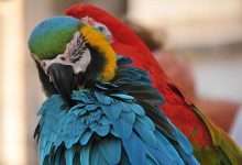 Photo of Sevda Papağanı Özellikleri ve Bakımı