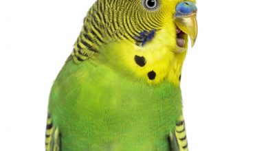 Photo of Muhabbet Kuşlarında İshal Nedenleri, Belirtileri ve Tedavisi