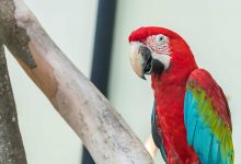 Photo of Macaw Papağanı Hastalıkları ve Tedavisi