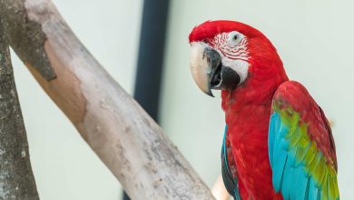 Photo of Macaw Papağanı Hastalıkları ve Tedavisi