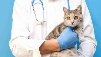 Photo of Kediye Aşı Yapılmazsa Ne Olur?