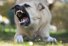 Photo of Köpeklerde Diş Bakımı