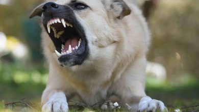 Photo of Köpeklerde Diş Bakımı