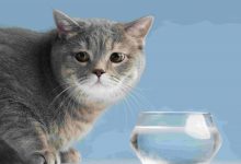 Photo of Kedilerin Musluktan Su İçme Nedenleri