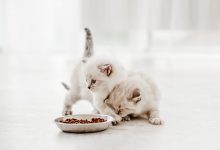 Photo of Yavru Kedilerin Beslenmesi ile İlgili İpuçları