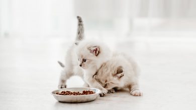 Photo of Yavru Kedilerin Beslenmesi ile İlgili İpuçları